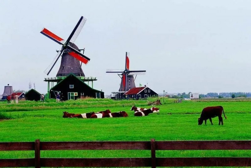 古瑞瓦特远赴荷兰感受牧场之国的光伏魅力
